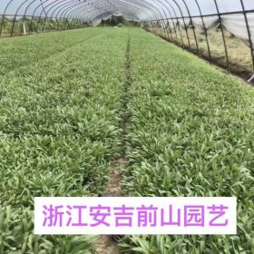 大花金鸡菊，大花金鸡菊价格，大花金鸡菊基地直销