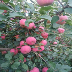 水蜜桃苹果苗出售基地、水蜜桃苹果苗价格