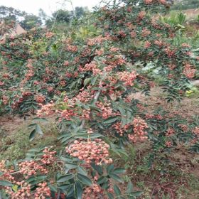 獅子頭花椒苗基地直銷 1公分花椒苗價(jià)格 畝產(chǎn)量大 高成活