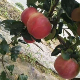 瑞阳苹果苗脆出售基地 瑞阳苹果苗基地出售价格多少钱