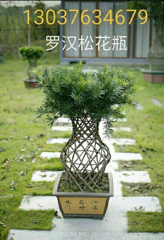 植物花瓶