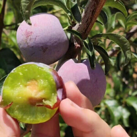 嫁接李子果树苗基地，雅安李子果树苗免费提供种植技术。