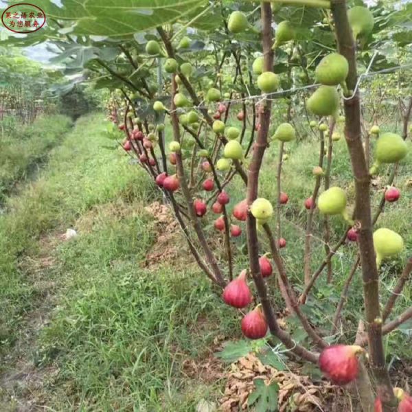 中农红无花果树苗