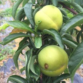 蜂糖李树苗基地 ，四川蜂糖李树苗免费提供种植技术。