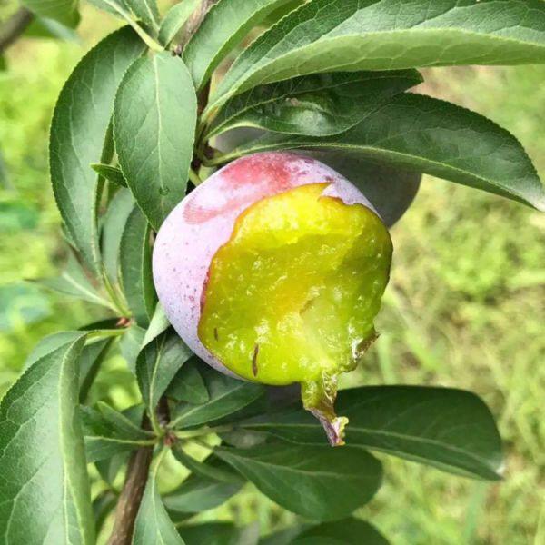 鳳凰李子樹苗