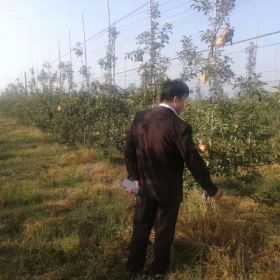 烟富苹果苗价格 烟富8苹果苗价格 烟富8苹果苗多少钱一棵