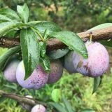 重慶豐都鳳凰李子苗 價格，鳳凰李子苗 怎么種植