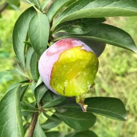 重庆璧山一点红李子苗 基地，一点红李子苗 哪家好？