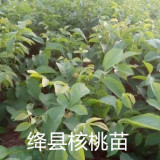 大量出售絳縣核桃實(shí)生苗毛桃實(shí)生苗