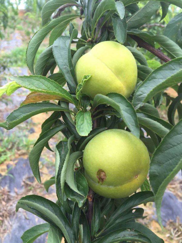 蜂糖李子樹(shù)苗