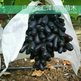 山東供應(yīng)甜蜜藍寶石葡萄苗價格