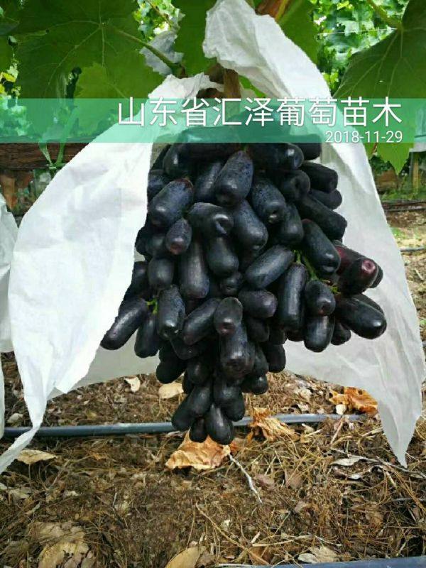 甜蜜藍(lán)寶石葡萄