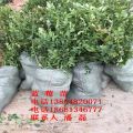 適合南方種植的藍(lán)莓樹苗什么品種好？-薄霧藍(lán)莓樹樹苗新品種