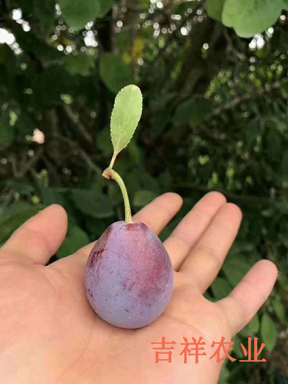 西梅树苗种植基地,西梅树苗多少钱一棵