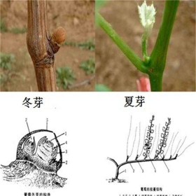 咨询葡萄苗、无中间商的克伦生葡萄树苗厂家