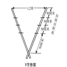 葡萄苗价格、哪里出售的甜蜜蓝宝石葡萄苗便宜