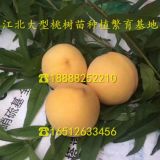 风味太后桃树苗 山东风味太后桃树苗 风味太后桃树苗批发价格多少钱