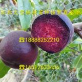 中油蟠7-6蟠桃树苗 桃树苗批发价格⁭⁭中油蟠7-6蟠桃树苗批发基地