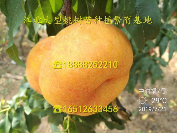 新黄金蜜1号桃树苗