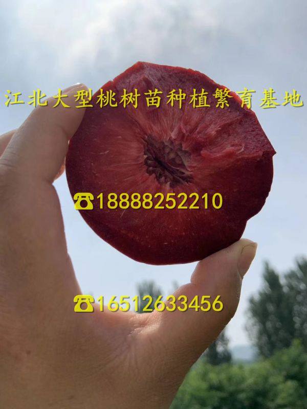 中油21号桃树苗