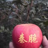 山東賣(mài)秦脆蘋(píng)果苗廠家批發(fā)+零售