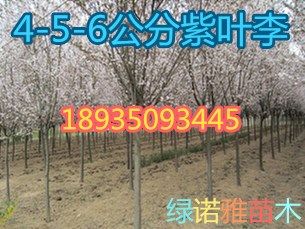 8公分紫叶李价格