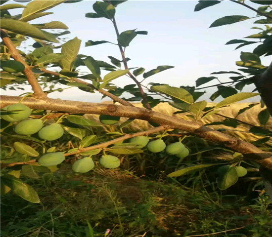 法蘭西李子樹苗