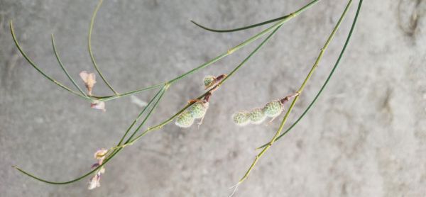 甘肃花棒种子 花棒种子直销价格 花棒种子造林技术