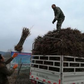 晚熟李子苗那里有_今年晚熟李子苗多少钱一株