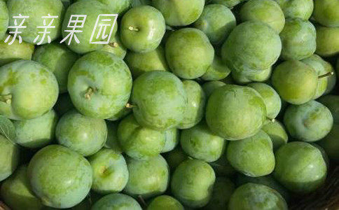 李子樹(shù)苗