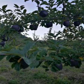 寒富苹果苗基地、寒富苹果苗价格及报价