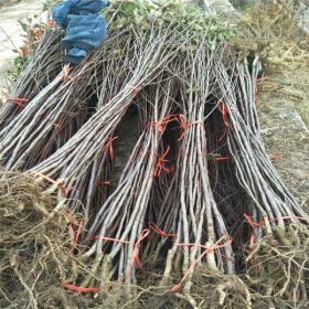 神富六号苹果苗基地、神富六号苹果苗出售价格