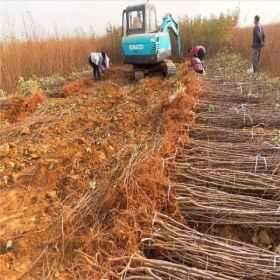 懒富苹果苗多少钱一棵、懒富苹果苗批发价格