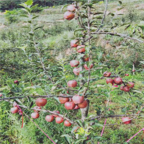 水蜜桃苹果苗、水蜜桃苹果苗近期报价