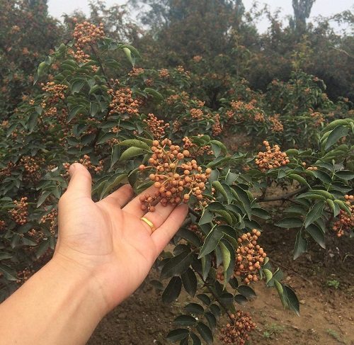 大紅袍花椒苗