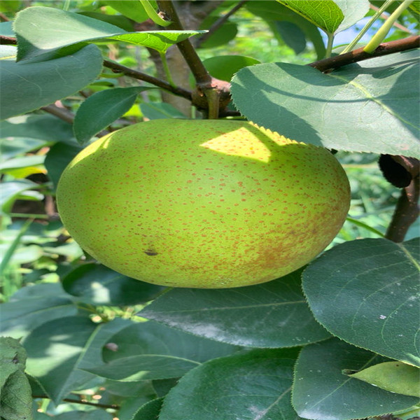 夏玉梨树苗,夏玉梨树苗价格及报价