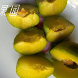 青脆李苗 _免費(fèi)李子苗技術(shù)提供 _李樹苗今日報(bào)價(jià)