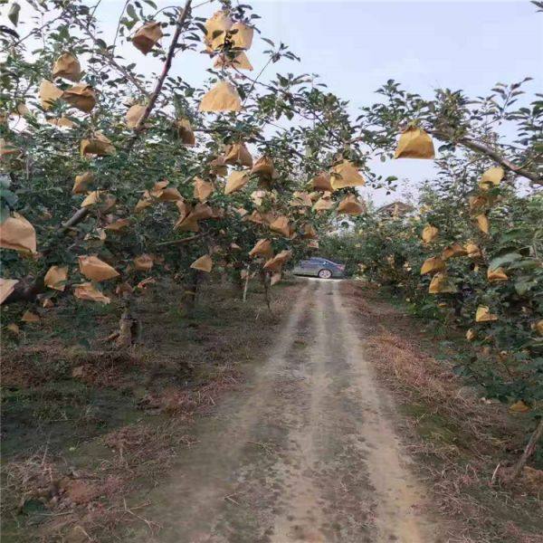 苹果树