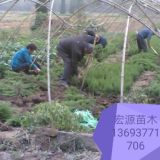 20公分蜀檜小苗價格 20公分塔柏小苗價格