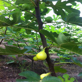 布蘭瑞克無花果苗價(jià)格、布蘭瑞克無花果苗價(jià)格與報(bào)價(jià)