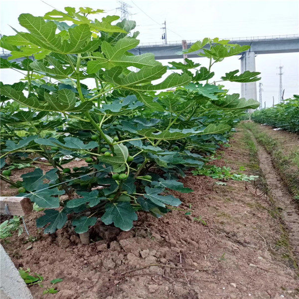 布兰瑞克无花果苗