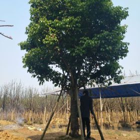 基地批发秋枫重阳木价格福建秋枫大型种植场