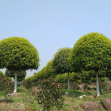 桂花价格 浙江P150-600精品桂花种植基地 价优 选择多