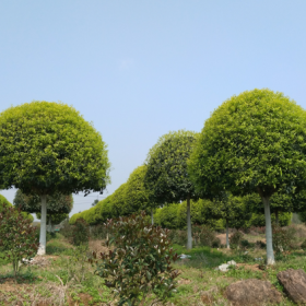 桂花價(jià)格 浙江P150-600精品桂花種植基地 價(jià)優(yōu) 選擇多