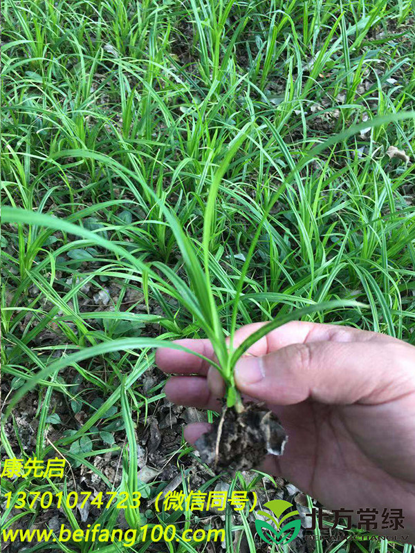 崂峪苔草