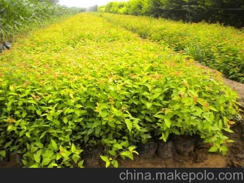 金山繡線菊