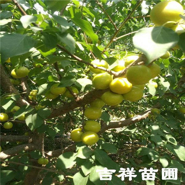 珍珠油杏樹苗