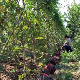 直径8公分凌霄花价格 江苏凌霄基地