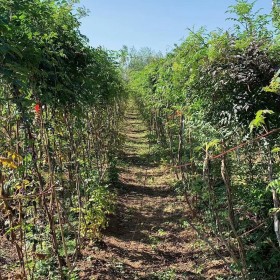 直径2公分凌霄花价格 江苏凌霄基地