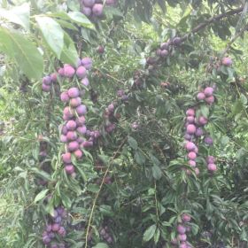 贵州李子苗基地_贵州李子苗今日价格多少